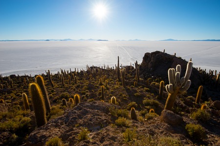 Cactus on Incahuasi island, salt flat Salar de Uyuni, Altiplanoの写真素材