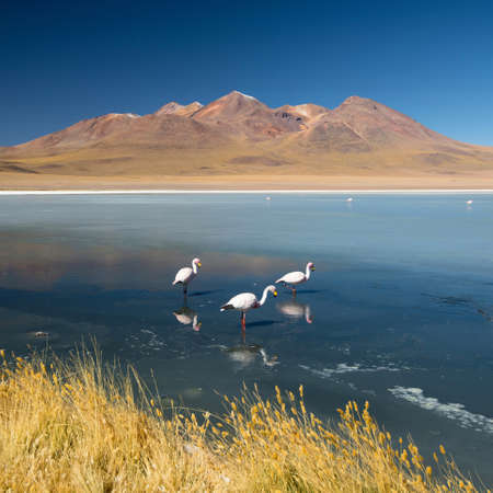 Laguna Canapa with flamingo, Bolivia - Altiplano. South America.の写真素材