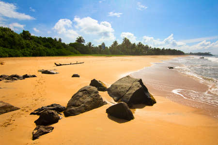 Sandy coast of the tropical beach overgrown with palm trees - Sri Lankaの写真素材
