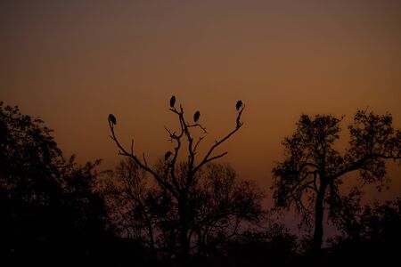 KULGER NATIONAL PARK, SOUTH AFRICA- JULY 2019: Dawn over African savanna, sleeping marabou stork on treeの写真素材