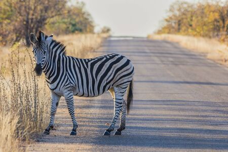 Kruger National Park, South Africa- JULY 2019: Plains zebra, Burchalls zebra (Equus burchalli) on the road.の写真素材