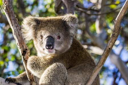 Kangaroo Island, Australia, South Australia- March 2016: The Koala (Phascolarctos cinereus) on eucalyptus tree. Today extremely endangered by Australian fires.の写真素材