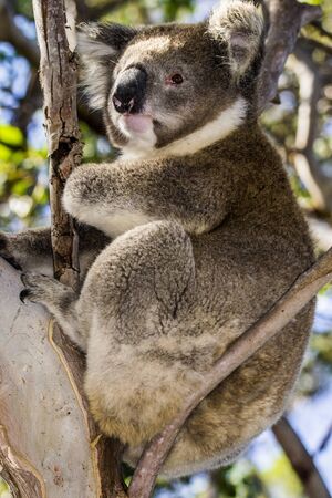 Kangaroo Island, Australia, South Australia- March 2016: The Koala (Phascolarctos cinereus) on eucalyptus tree. Today extremely endangered by Australian fires.の写真素材