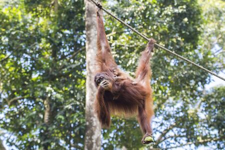 Kinabatangan river, Sabah, Malaysia- January 2019: Mother and baby (Pongo pygmaeus), species threatened with extinction due to oil palm.の写真素材