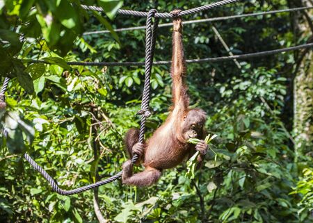 Sarawak, Malaysia- January 2019: Orangutan (Pongo pygmaeus), species threatened with extinction due to oil palm.の写真素材