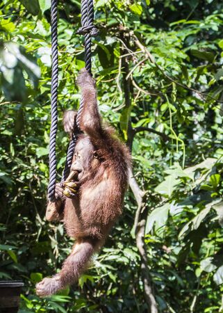 Sarawak, Malaysia- January 2019: Orangutan (Pongo pygmaeus), species threatened with extinction due to oil palm.の写真素材