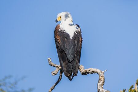 KULGER NATIONAL PARK, SOUTH AFRICA- JULY 2019: African fish eagle on a tree.