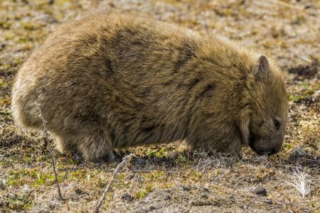 MARIA ISLAND, TASMANIA, AUSTRALIA- MARCH 2019: Wombat (Vombatus ursinus) grazing in the Australian bush.の写真素材