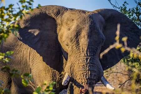 KULGER NATIONAL PARK, SOUTH AFRICA- JULY 2019: Male African Elephant (Loxodonta africana) in african...