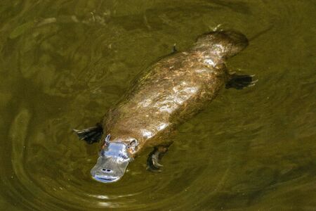 Burnie, Tasmania, Australia: March 2019: Platypus (Ornithorhynchus anatinus) in the river.の写真素材