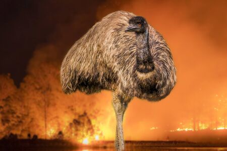 Wilsons Promontory National Park, Australia, Victoria- 2019: Emu (Dromaius novaehollandiae) endangered by bushfire.の写真素材
