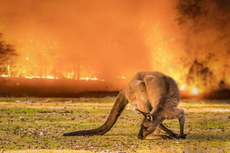 Kangaroo Island, Australia, South Australia- 2019: Kangaroo in the Australian bush during the bushfire.の写真素材