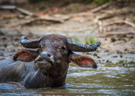 Komodo national park, Indonesia- February 2020: Water buffalo on Komodo islandの写真素材