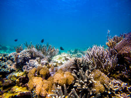 Underwater scenery of Komodo National Park.