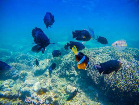 Underwater scenery of Komodo National Park.