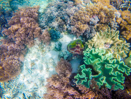 Underwater scenery of Komodo National Park.の写真素材