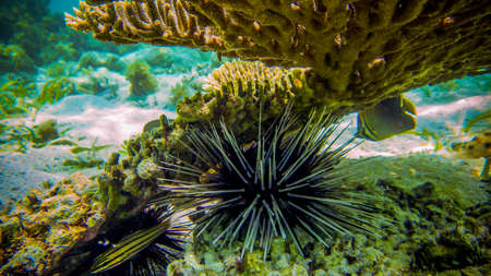 Underwater scenery of Komodo National Park.の写真素材