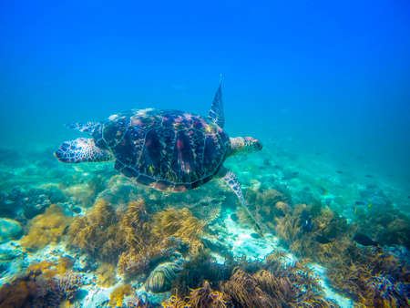 Sea Turtle Portraitの写真素材