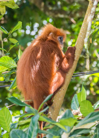 Kinabatangan river, Sabah, Borneo- JANUAR 2019: Beautyfull Red leaf monkey Presbytis rubicunda