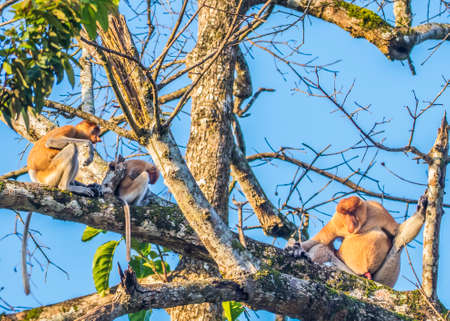 A proboscis monkey on a tree along the Kinabatangan River in Sabah, Malaysian Borneo.の写真素材