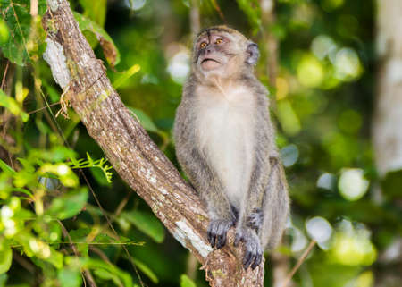 Long-tail Macaque Monkey in the jungle in Borneo.の写真素材