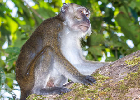 Baby Macaque Monkeys in the trees along the Kinabatangan River in Borneo