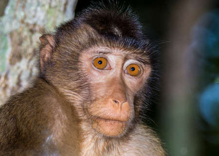 Baby Macaque Monkeys in the trees along the Kinabatangan River in Borneo