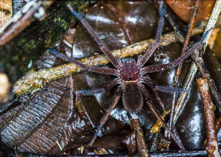 Huntsman spider from borneo forestの写真素材