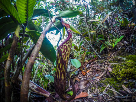 Pitcher plant from Borneo in Mulu National Parkの写真素材