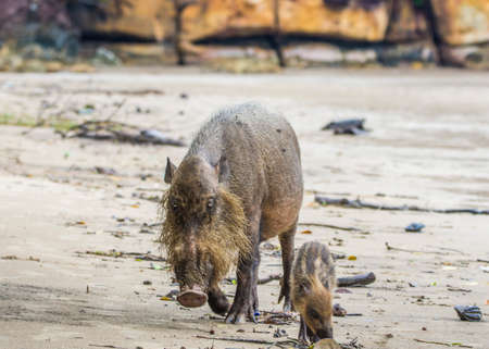 Bornean bearded pig in Bako National Park, Borneo, Malaysiaの写真素材