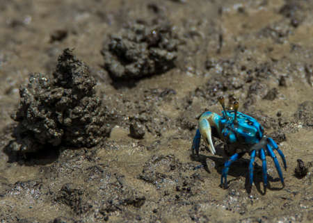 Colorful Fiddler crabs in the low tide mud. Bako park. Borneo.の写真素材