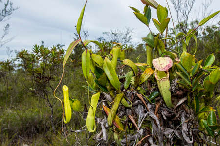 Carnivorous pitcher plant. Nepenthes albomarginata in the rainforest at Bako National Park. Sarawak. Borneo. Malaysiaの写真素材