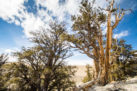 Ancient Bristlecone pine in California.の写真素材