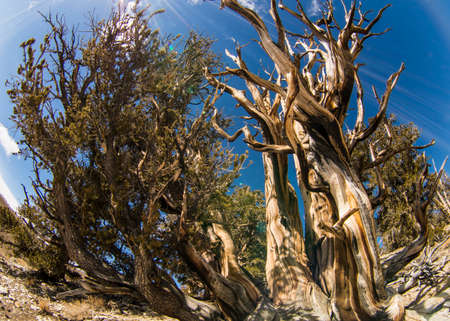 Ancient Bristlecone pine in California.