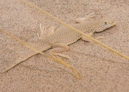 A mohave fringe-toed lizard in front of its burrow at the Kelso Dunes in the Mojave National...