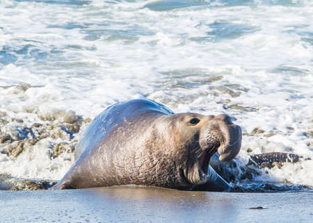 Bull Elephant Seal on San Simeon Beach - Californiaの写真素材