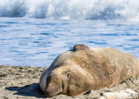 Bull Elephant Seal on San Simeon Beach - California.の写真素材