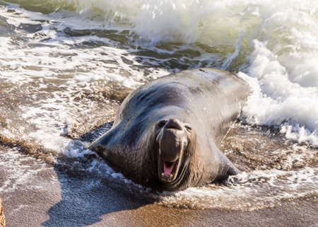 Bull Elephant Seal on San Simeon Beach - California.の写真素材