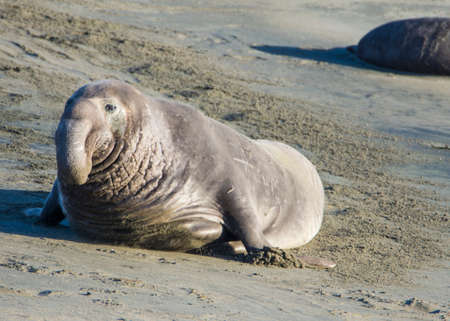 Bull Elephant Seal on San Simeon Beach - California.の写真素材