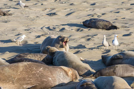 Bull Elephant Seal on San Simeon Beach - California.の写真素材