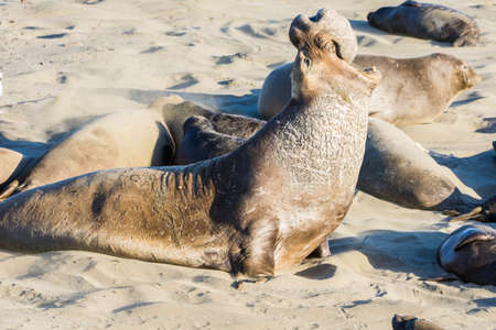 Bull Elephant Seal on San Simeon Beach - California.の写真素材