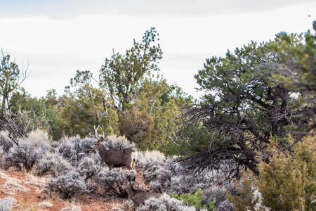 Canyon de Chelly National Monument during Sunset, Arizonaの写真素材