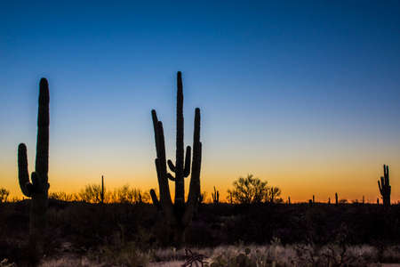 Saguaro cactus under an early morning moonの写真素材