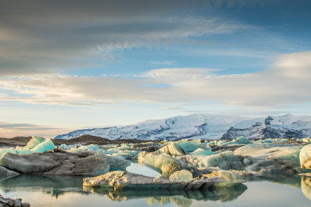 Wild reindeer herd in East Fjords, Iceland.