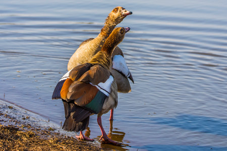 Love of the Egyptian goose, Alopochen aegyptiaca.の写真素材