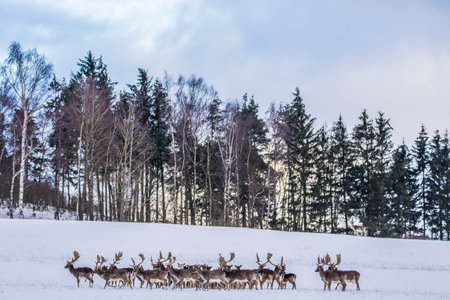 European deer in winter landscapeの写真素材