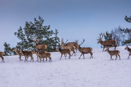 European deer in winter landscapeの写真素材