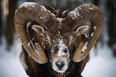Mouflon in snowy landscape, Czech republic.
