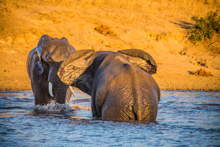 African Elephant Bulls, Loxodonta africana, in water in South Africas Kruger National Parkの写真素材