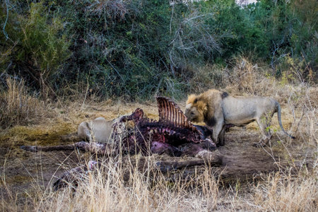 Three male lions (panthera leo) eating on giraffe carcass in savannah in South Africaの写真素材